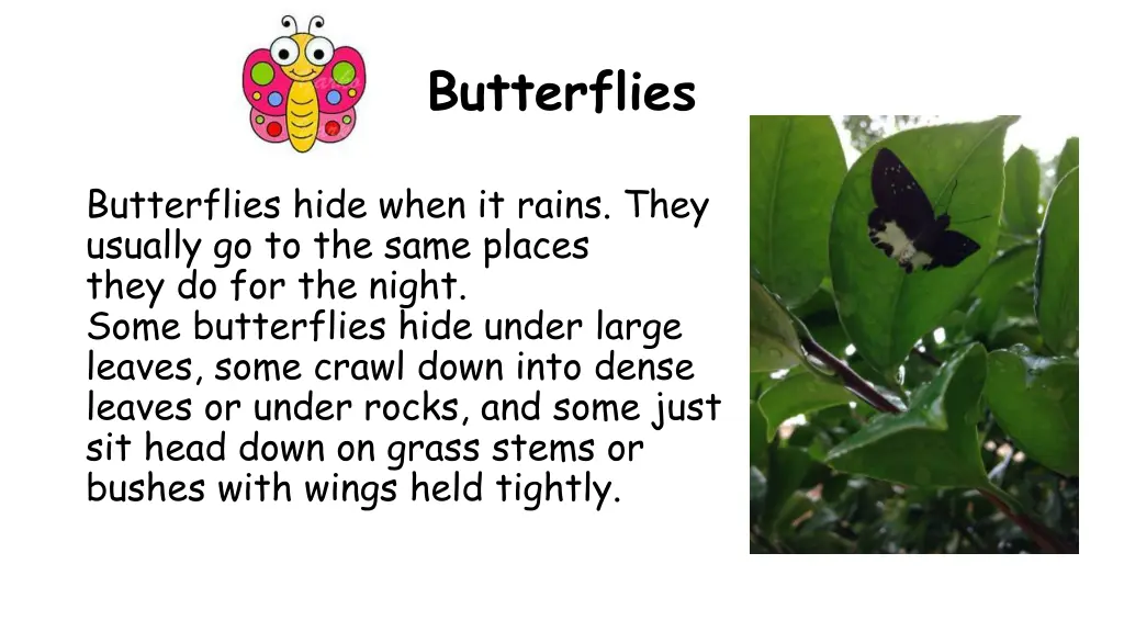 butterflies