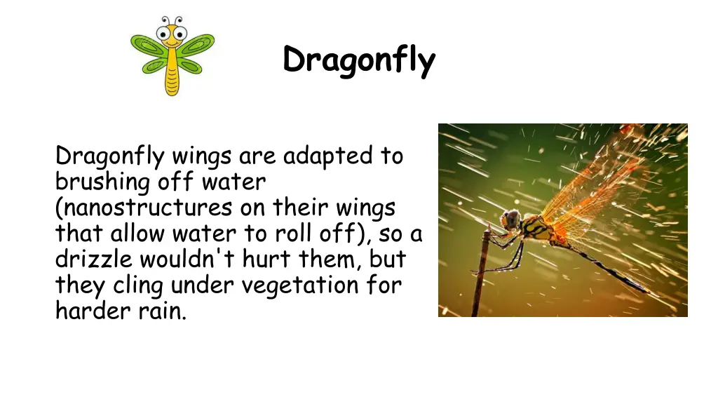 dragonfly