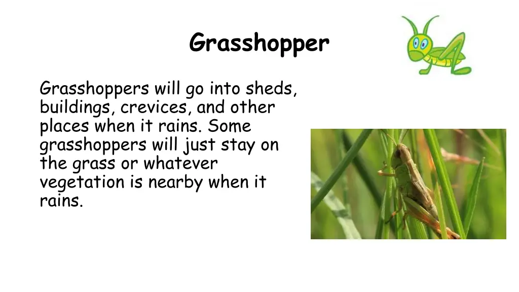 grasshopper