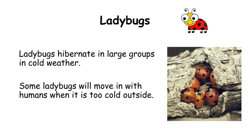 ladybugs