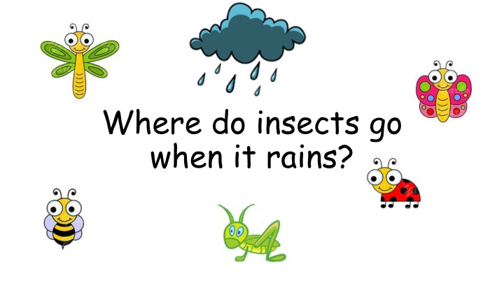 where do insects go when it rains