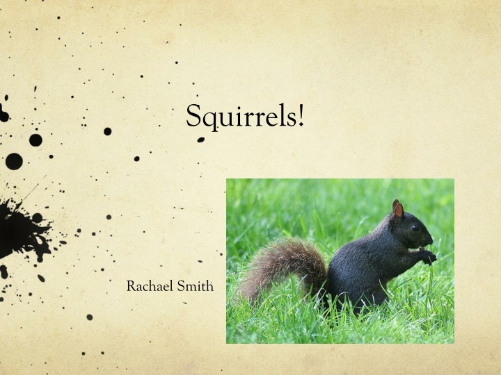 squirrels