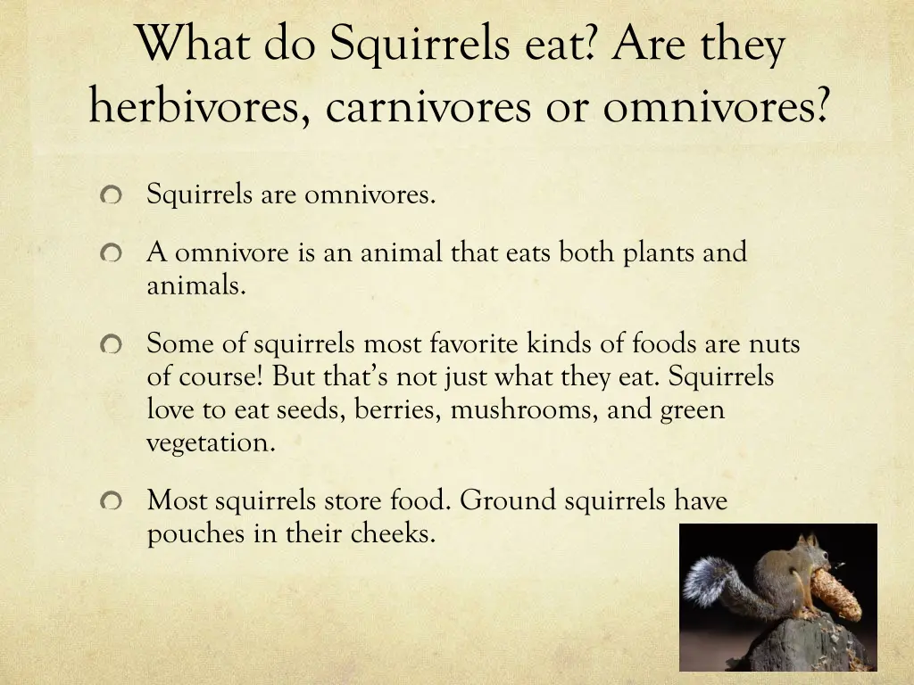 what do squirrels eat are they herbivores