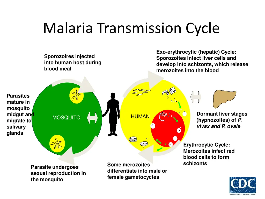 malaria transmission cycle