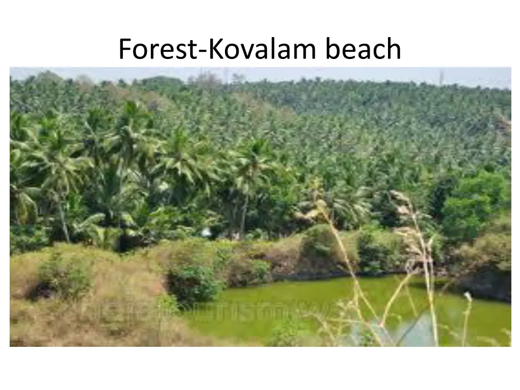 forest kovalam beach