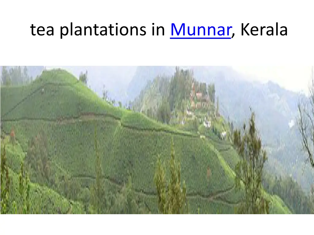 tea plantations in munnar kerala