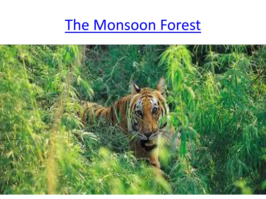 the monsoon forest