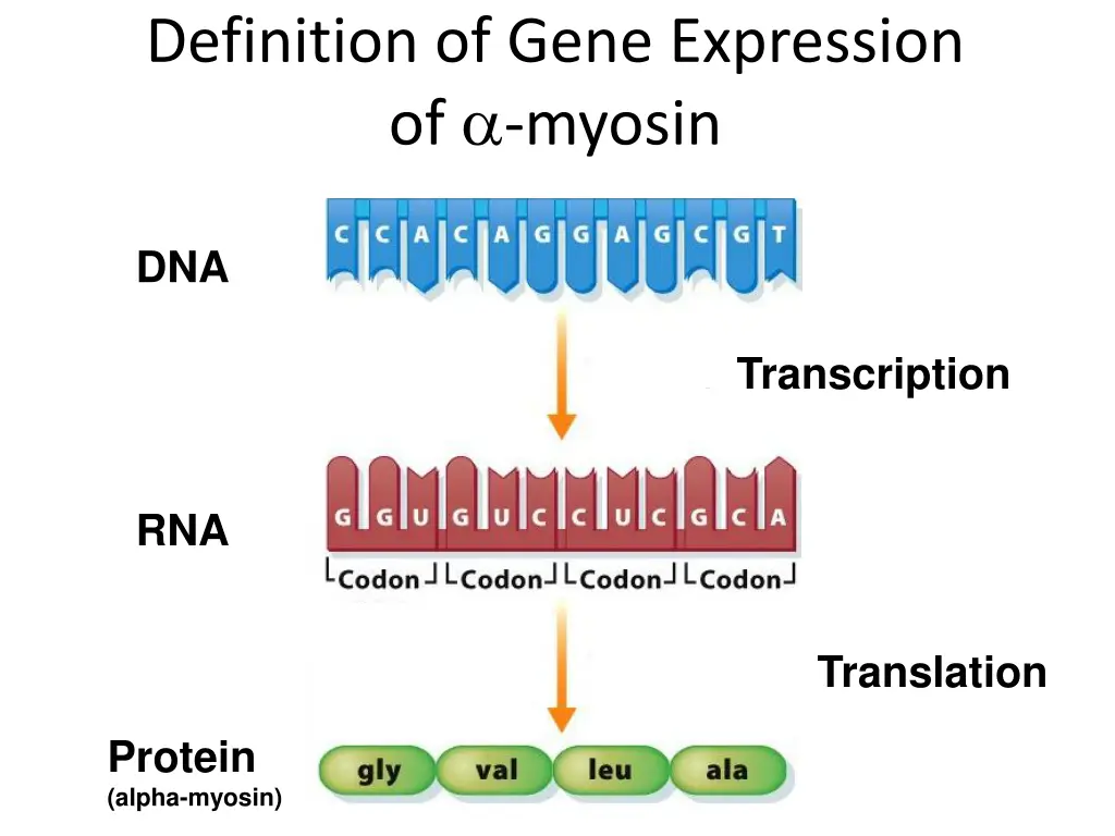 definition of gene expression of myosin