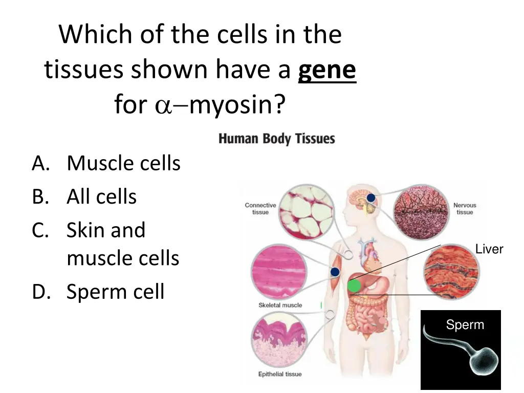 which of the cells in the tissues shown have