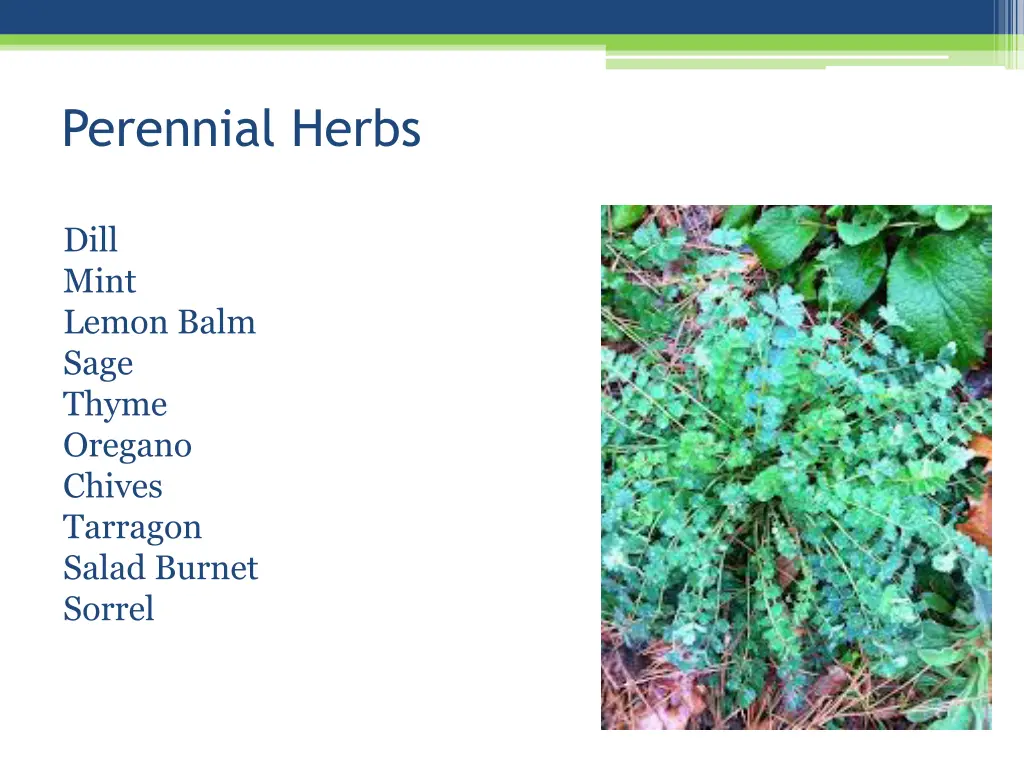 perennial herbs