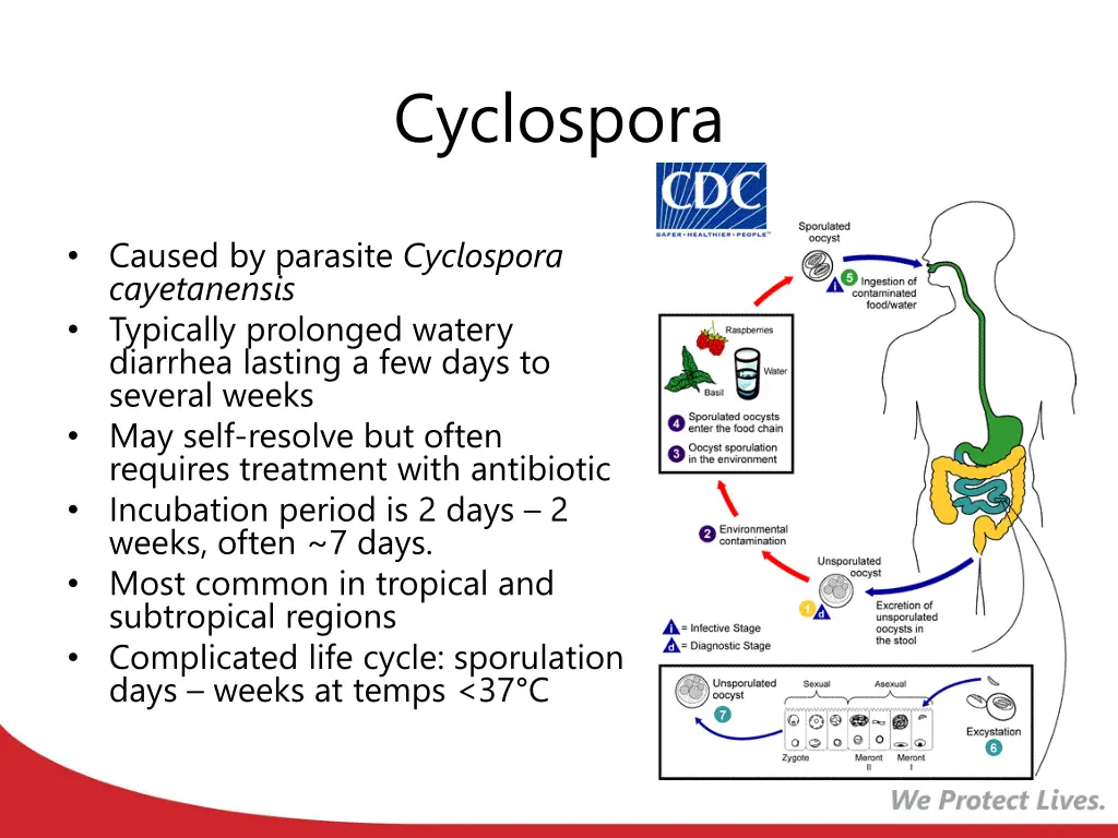 cyclospora