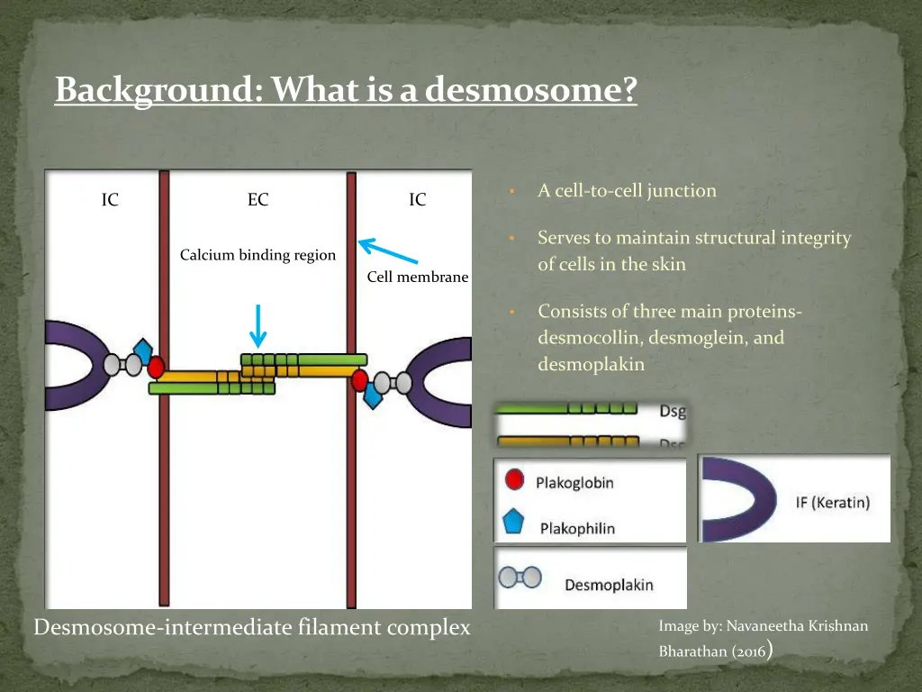 background what is a desmosome