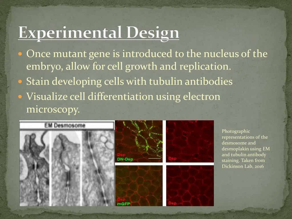 experimental design 1