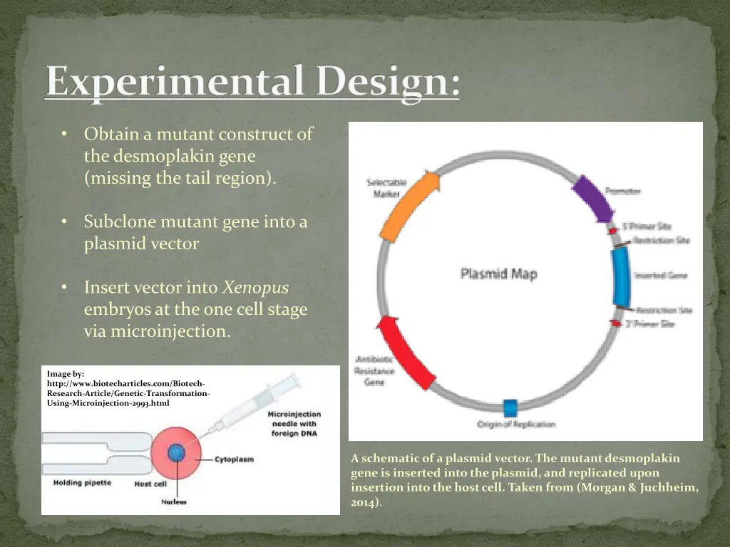 experimental design