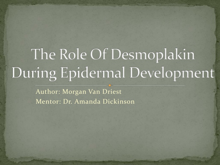 the role of desmoplakin during epidermal