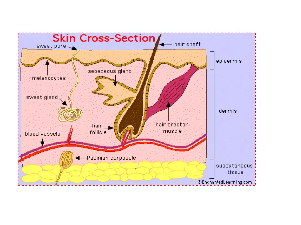 skin anatomy cross section