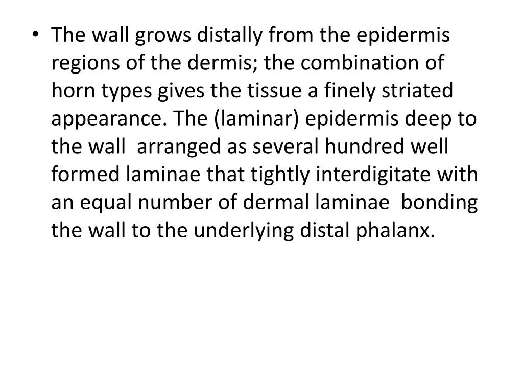 the wall grows distally from the epidermis