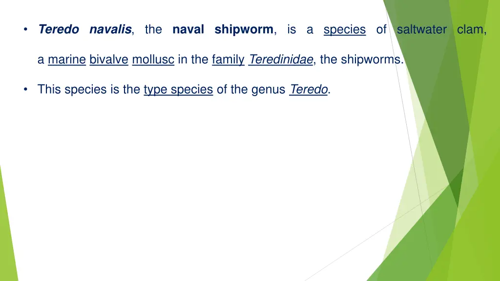 teredo navalis the naval shipworm is a species