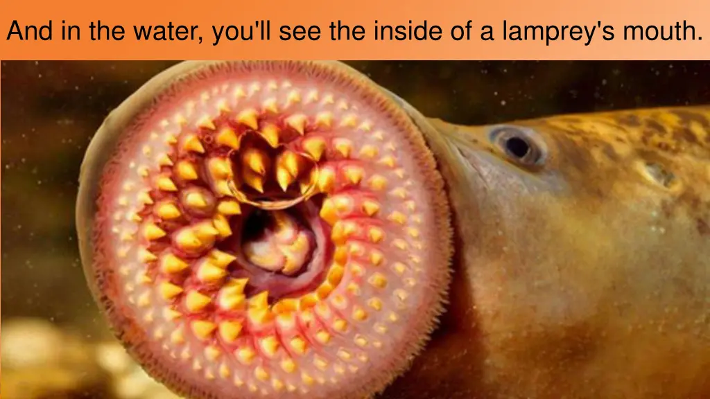 and in the water you ll see the inside