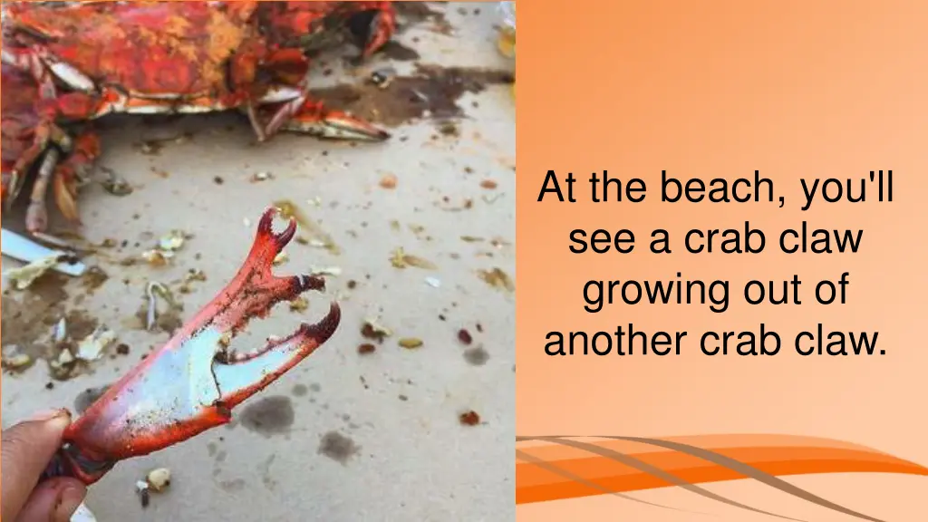 at the beach you ll see a crab claw growing