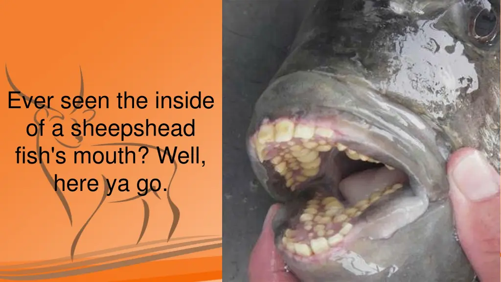 ever seen the inside of a sheepshead fish s mouth