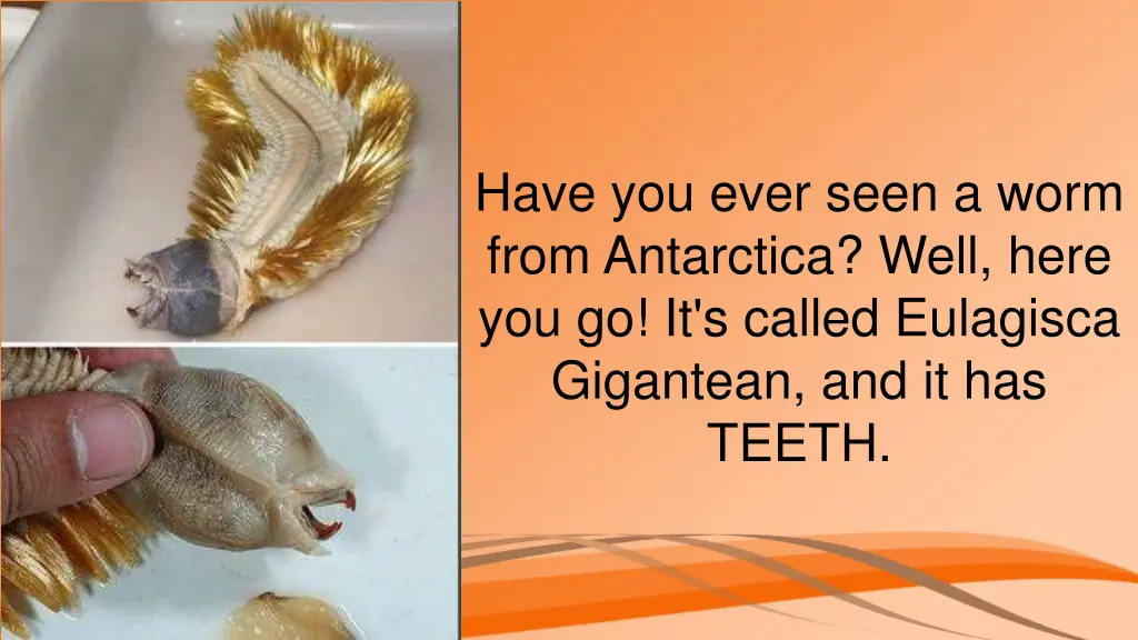 have you ever seen a worm from antarctica well