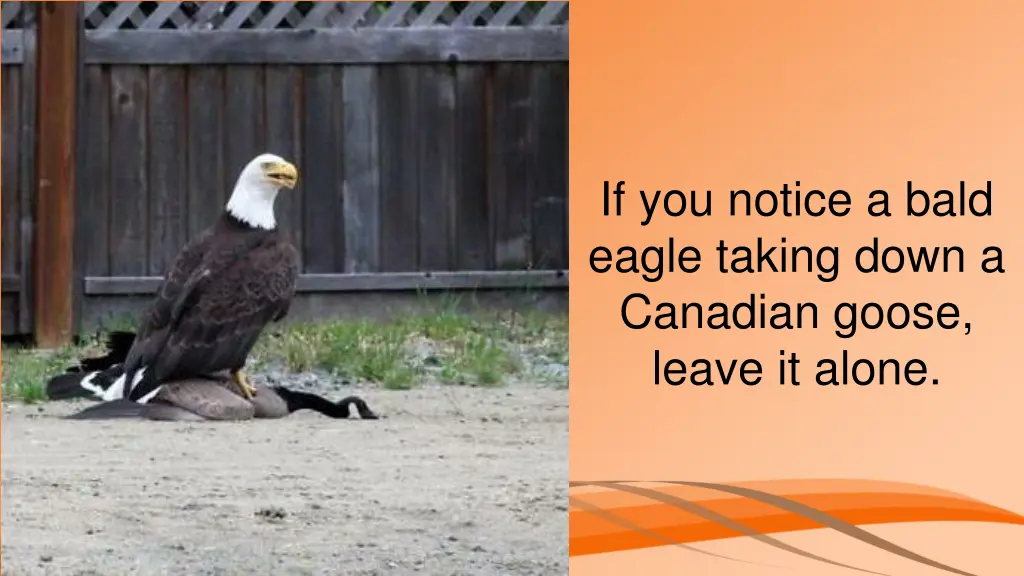 if you notice a bald eagle taking down a canadian