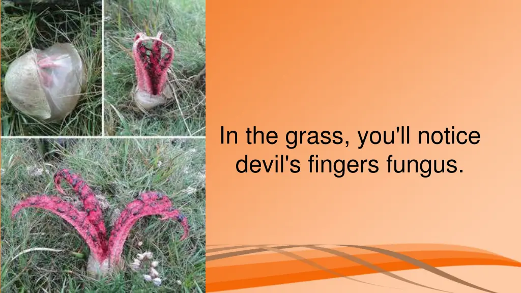 in the grass you ll notice devil s fingers fungus