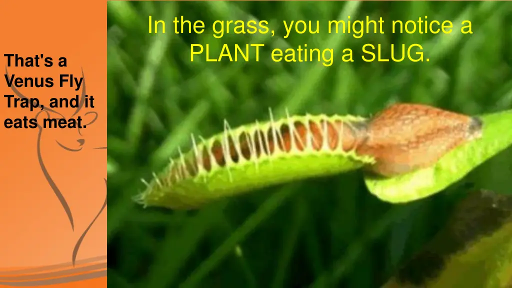 in the grass you might notice a plant eating