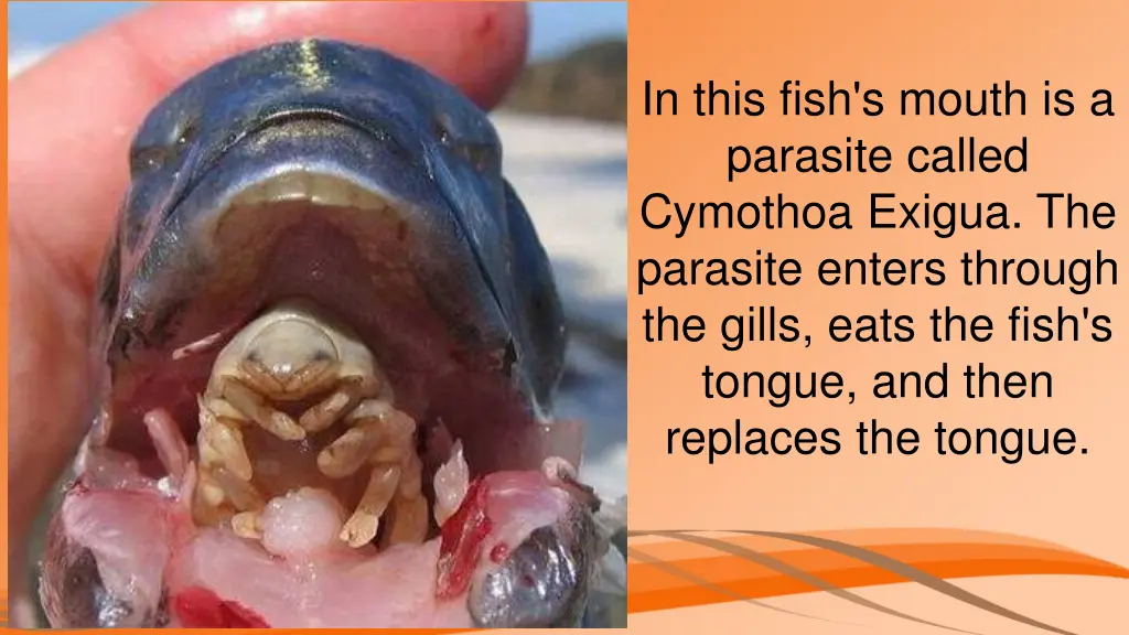 in this fish s mouth is a parasite called