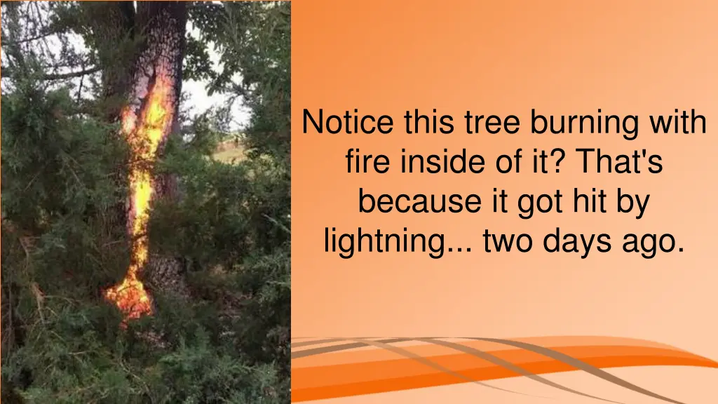 notice this tree burning with fire inside