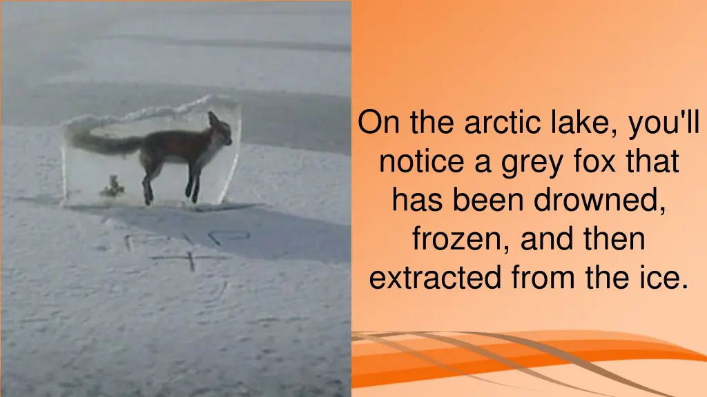 on the arctic lake you ll notice a grey fox that