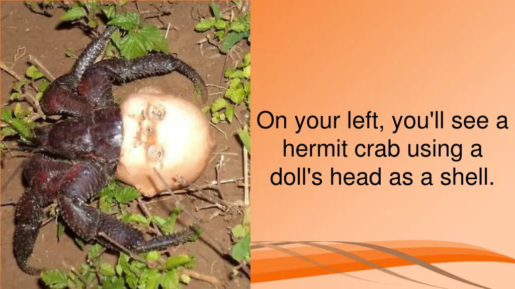 on your left you ll see a hermit crab using