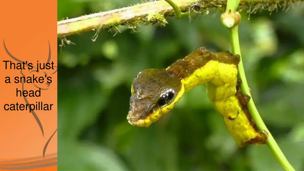 that s just a snake s head caterpillar