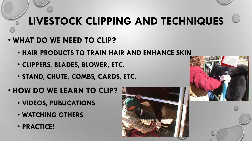 livestock clipping and techniques 1