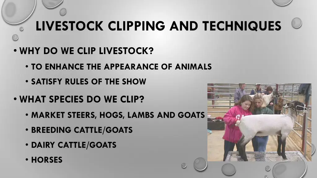 livestock clipping and techniques