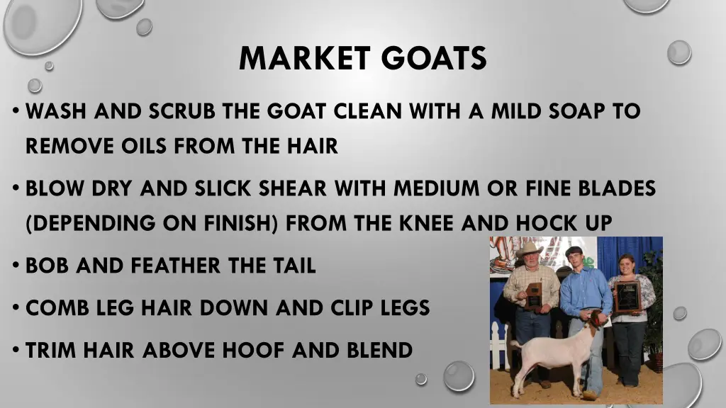 market goats