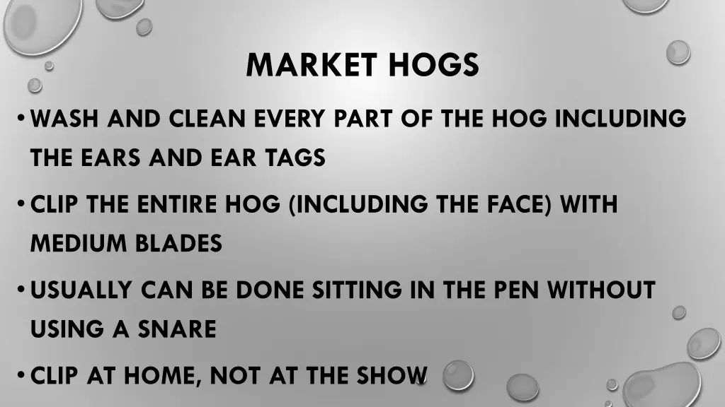 market hogs