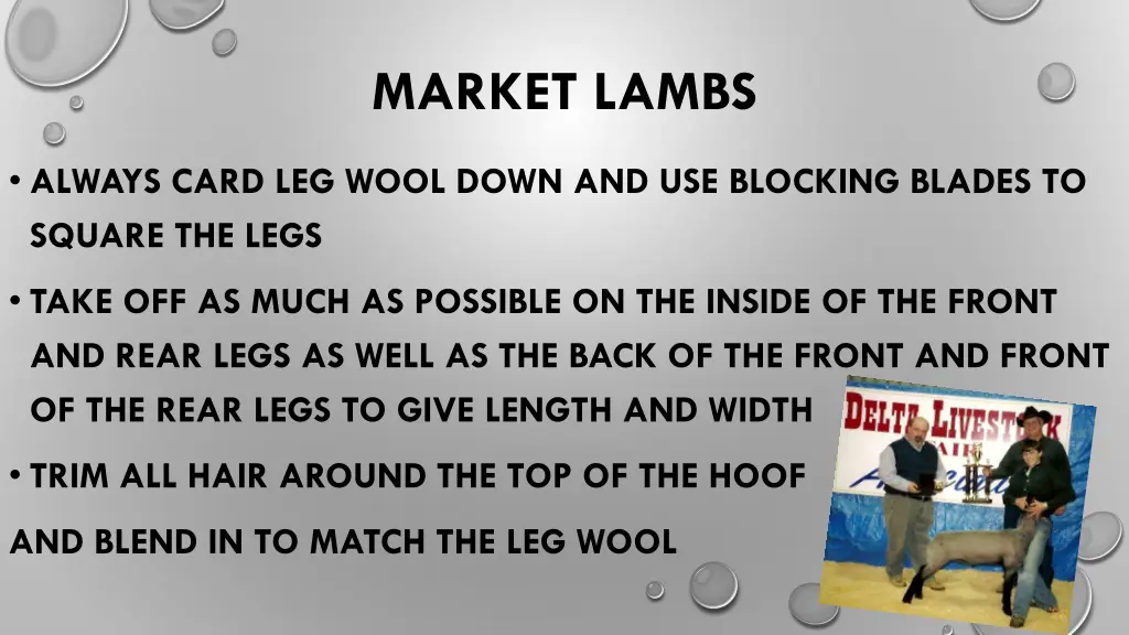 market lambs 1