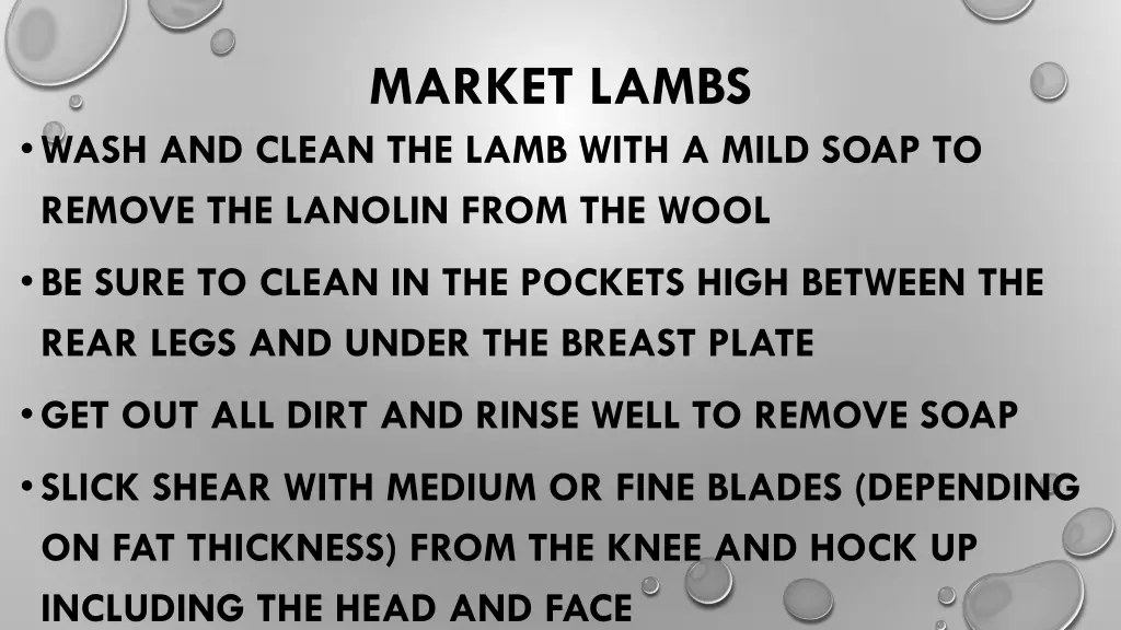 market lambs