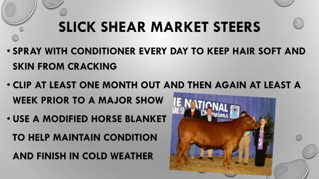 slick shear market steers 1