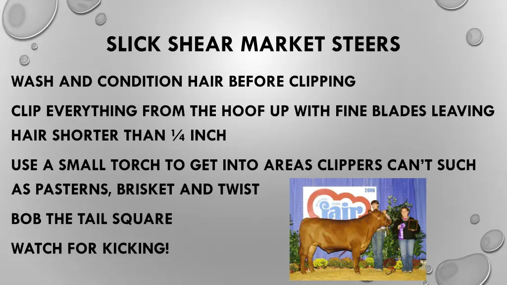 slick shear market steers