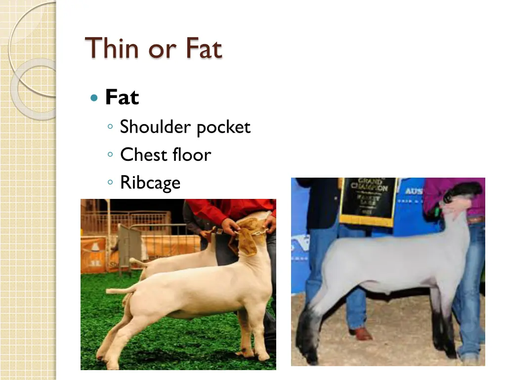 thin or fat