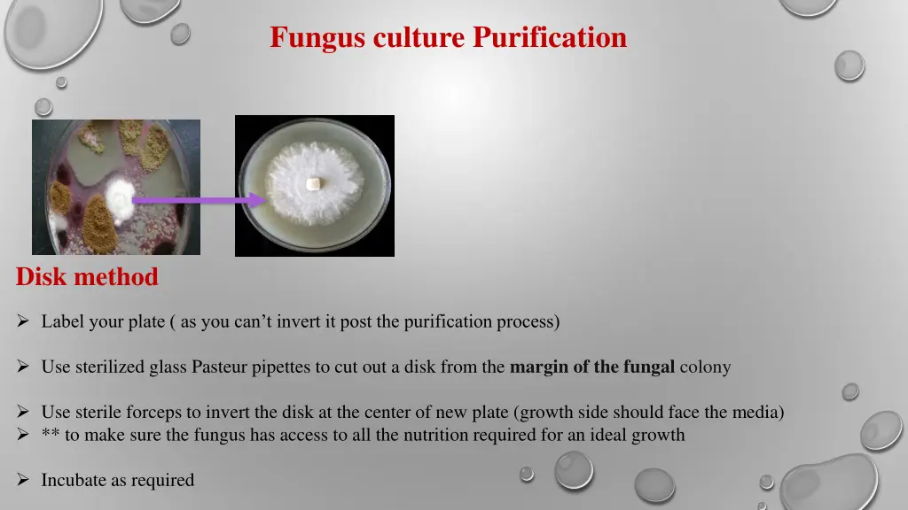 fungus culture purification