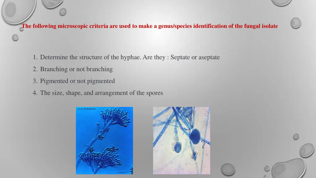 the following microscopic criteria are used