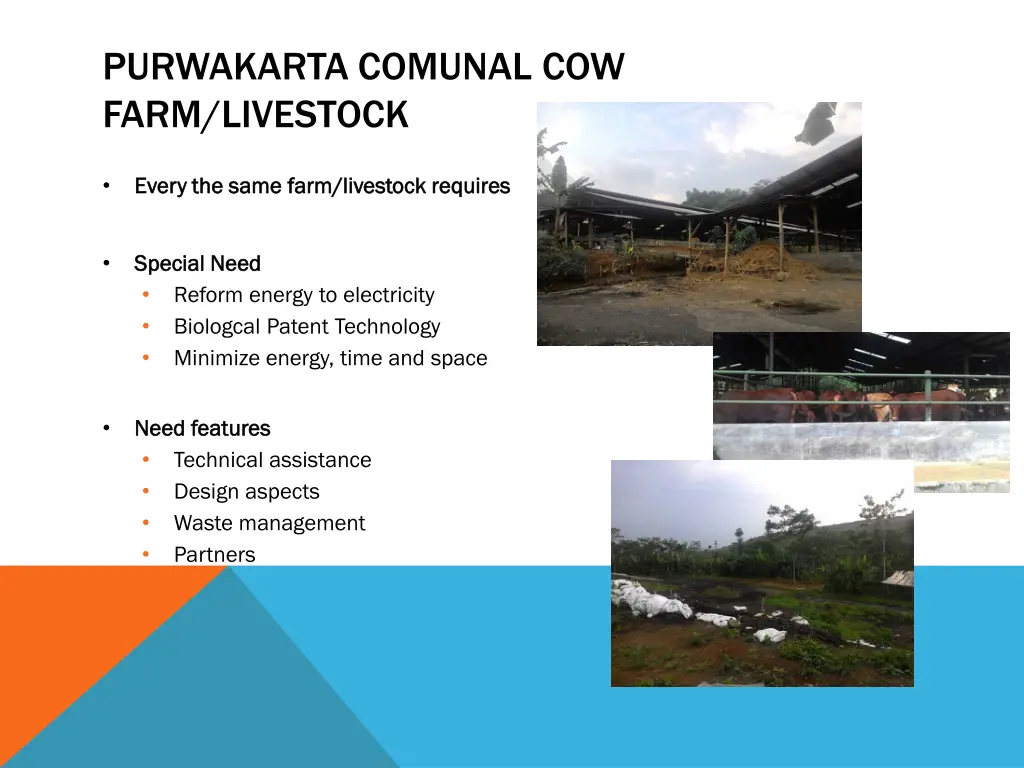 purwakarta comunal cow farm livestock