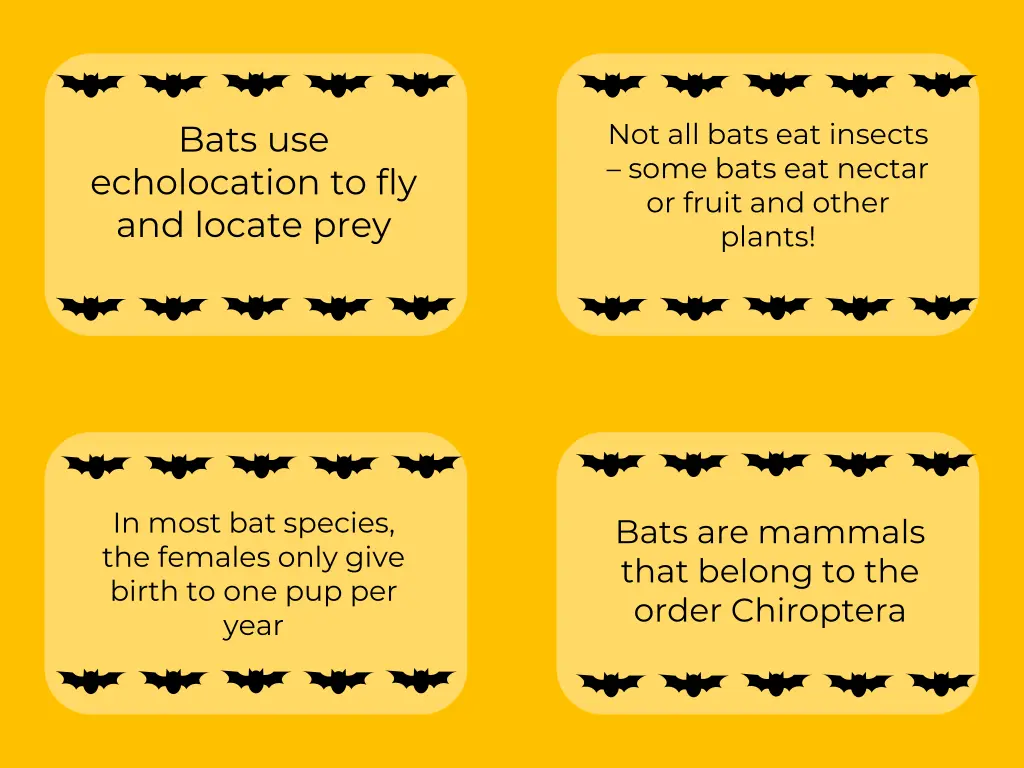 not all bats eat insects some bats eat nectar