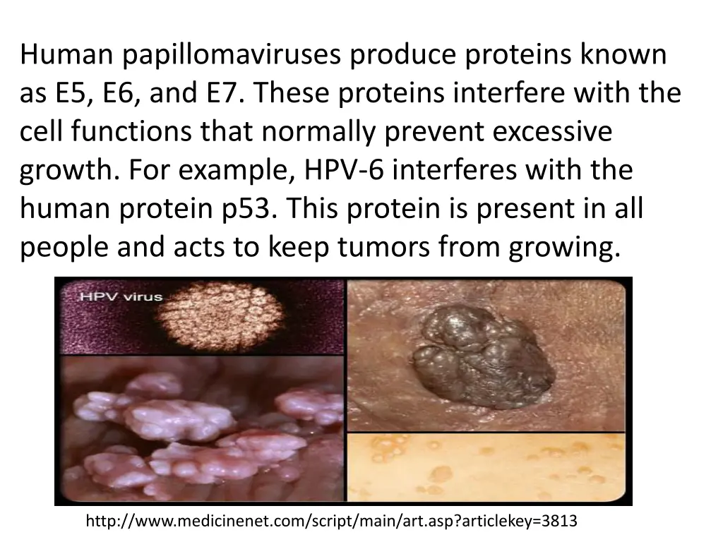 human papillomaviruses produce proteins known