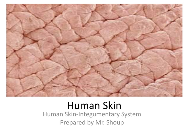 human skin human skin integumentary system