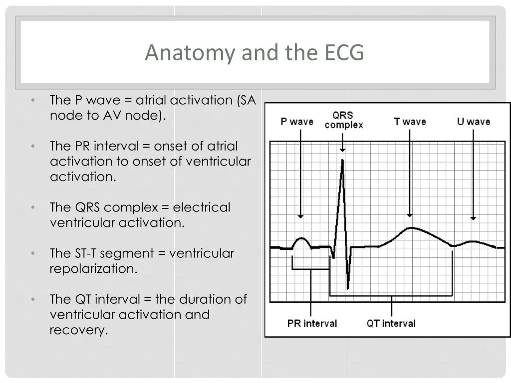 anatomy and the ecg